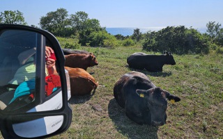 Öland 20.07.2025
