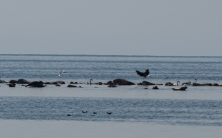 Öland 18.07.2025
