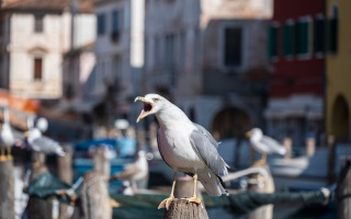 Chioggia 08.10.2025