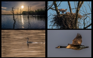 Collagebis3