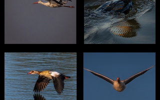 Collagebis4