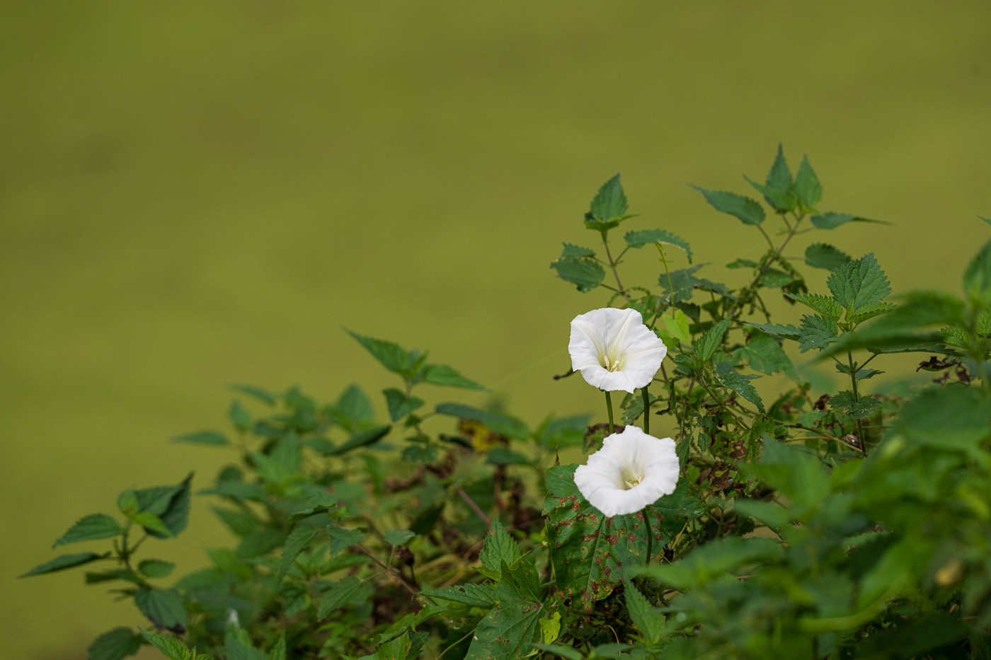 Z8B_9532