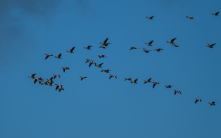 Z8B_9167