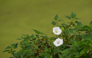 Z8B_9532