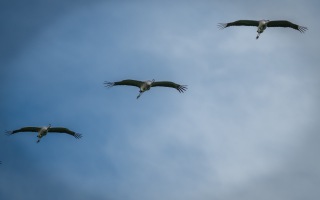 Z8B_9729