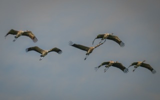 Z8B_9785